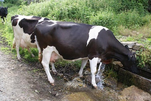 vacas lecheras