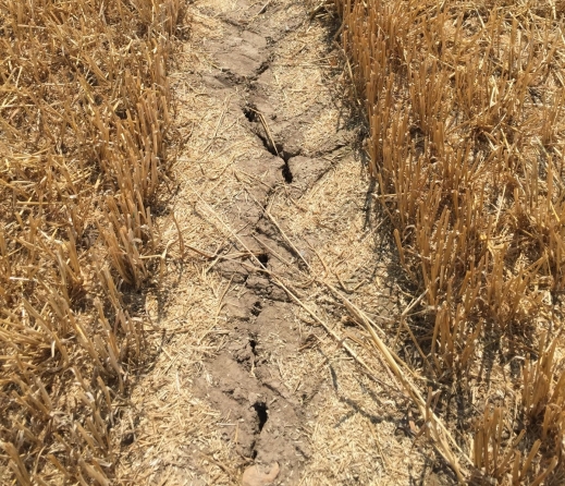 Sequía Cereales 2019